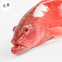 衍鲜 台湾海峡东星斑 净重550g/袋 冰鲜活冻石斑鱼航空冷链