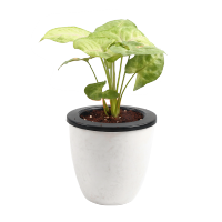 小盆栽绿精灵黄金童子粉红佳人室内桌面净化空气除甲醛植物