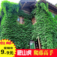 爬山虎种子苗四季常青绿植易活爬墙虎庭院爬藤攀援观叶种子植物籽