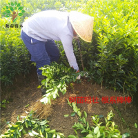 子暄 桔子苗 橘子苗 桔子树苗果树苗砂糖橘 蜜橘 冰糖橘 盆栽地栽南北方适宜种植嫁接苗包成活当年结果
