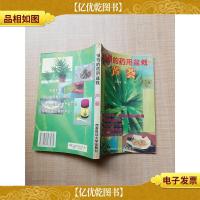 神奇的*用盆栽 芦荟