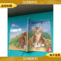 迷路的小猫咪