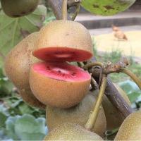 子喧   【3颗送授粉树】猕猴桃树苗 嫁接猕猴桃苗 红心心庭院植物南方北方果树苗批当年结果果苗