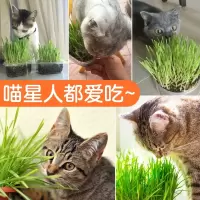 糖果猫草 去毛球助消化猫零食 猫薄荷种子小麦种植套装 猫咪用品