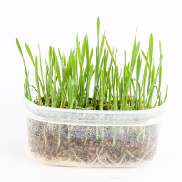 猫草水培猫草种子化毛猫草种籽种植套装盆栽去毛球猫咪零食猫薄荷