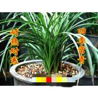 兰花盆栽春兰蕙兰兰花苗四季兰兰花 植物花卉盆栽盆景绿植 m1 春兰10苗加蕙兰10苗带花苞 不含盆