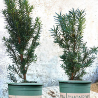 红豆衫 南方红豆杉树苗 果子曼地亚室内盆景盆栽绿植吸甲醛植物 t1