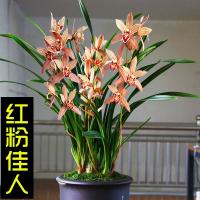 大叶惠兰惠兰红香妃大叶惠兰大一品香的兰花兰花苗虎头兰花浓香 t 红粉佳人3苗 不含盆