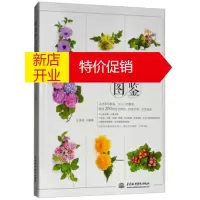 鹏辰正版常见野花图鉴 王意成
