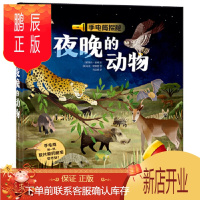 鹏辰正版正版 手电筒探秘夜晚的动物 [英]丽莎·里根文[英]马克·帕滕登图巩亚男 9787541768361