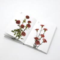 鹏辰正版花卉色彩搭配手册Flower Color Guide 花色指南 挑选花卉及配色工具书 中文版 PH