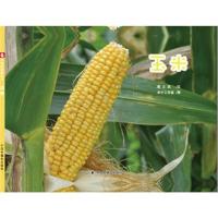 孙俪儿童绘本 玉米儿童时代图画书 中国原创图画书 儿童0-3-6周岁儿童绘本图画故事书 中国福利会出版社