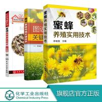 3册 养蜂指南书籍 蜜蜂高效养殖技术一本通+实用技术+关键技术 蜜蜂养殖技术大全书籍 科学饲养蜜蜂教程蜜蜂繁殖 蜂