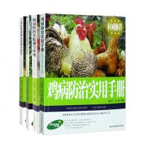 【组套四本】鸡病防治实用手册+鸡饲料科学配制与应用+无公害蛋鸡肉鸡gao效饲养技术 gao效养鸡技术书 鸡病快速诊断