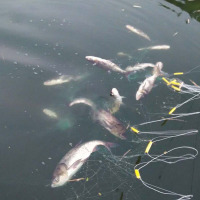 三层渔粘丝捕鱼粘鱼挂鲫鱼三层渔水库海