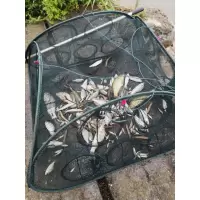 鱼网鱼笼捕鱼折叠自动扑鱼网手抛渔网龙虾笼捕虾网泥鳅鳝鱼笼网