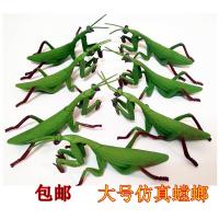 幼儿园认知儿童玩具教具 仿真螳螂模型塑胶野生昆虫多足动物玩具