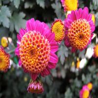 买12小雏菊种子莓花卉抗寒香盆栽驱蚊四季夏季种子