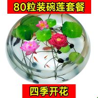 四季播种80粒碗莲种子 已开口水培植物睡莲荷花种子盆栽绿植花卉
