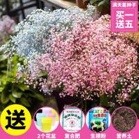 满天星花种子易爆盆四季种易活开花不断室内阳台盆栽花观花卉植物