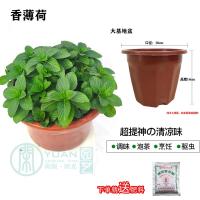 薄荷盆栽猫薄荷香草夏季驱蚊草室内驱蚊净化空气绿植花卉|香薄荷大基地盆