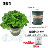 薄荷盆栽猫薄荷香草夏季驱蚊草室内驱蚊净化空气绿植花卉|香薄荷加仑盆