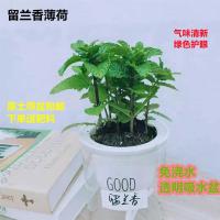 薄荷盆栽猫薄荷香草夏季驱蚊草室内驱蚊净化空气绿植花卉|留兰香薄荷透明吸水盆