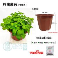 薄荷盆栽猫薄荷香草夏季驱蚊草室内驱蚊净化空气绿植花卉|柠檬薄荷大基地盆