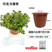 薄荷盆栽猫薄荷香草夏季驱蚊草室内驱蚊净化空气绿植花卉|巧克力薄荷大基地盆