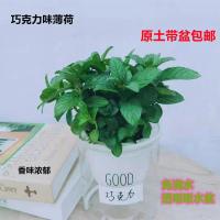 薄荷盆栽猫薄荷香草夏季驱蚊草室内驱蚊净化空气绿植花卉|巧克力薄荷透明吸水盆