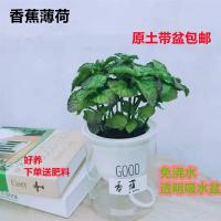 薄荷盆栽猫薄荷香草夏季驱蚊草室内驱蚊净化空气绿植花卉|香蕉薄荷透明吸水盆