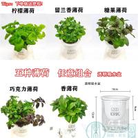 薄荷盆栽猫薄荷香草夏季驱蚊草室内驱蚊净化空气绿植花卉|五选四透明吸水盆套餐
