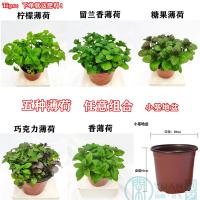 薄荷盆栽猫薄荷香草夏季驱蚊草室内驱蚊净化空气绿植花卉|五合一小基地盆