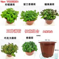 薄荷盆栽猫薄荷香草夏季驱蚊草室内驱蚊净化空气绿植花卉|五合一大基地盆