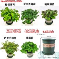 薄荷盆栽猫薄荷香草夏季驱蚊草室内驱蚊净化空气绿植花卉|五合一加仑盆