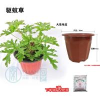 薄荷盆栽猫薄荷香草夏季驱蚊草室内驱蚊净化空气绿植花卉|驱蚊草大基地盆
