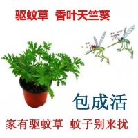正宗驱蚊草盆栽室外植物室内驱蚊虫香草绿植花卉净化空气吸甲醛