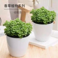 碰碰香花盆栽一抹香喷喷室内驱蚊多肉老桩植物香味净化空气碰碰香