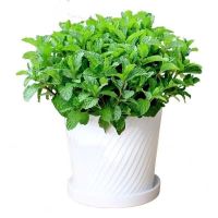 可食用薄荷盆栽室内带香味绿植驱蚊虫客厅吸甲醛阳台净化空气花卉