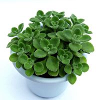 碰碰香盆栽一抹香香草多肉植物驱蚊驱虫净化空气绿植花卉碰碰香