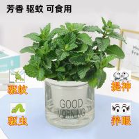 可食用薄荷提神植物阳台净化空气绿植