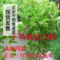 正宗野生中药垂盆草可直接食用可种植垂藤植物现采现发养不死耐活