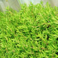 野生中药垂盆草垂盘草肝炎草驱蚊草治疗肝病蚊虫叮咬花卉绿植盆栽