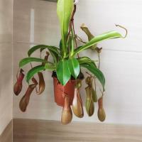 栽好发货食虫草捕蝇草驱蚊草食人花吃虫抓虫食蚊猪笼草迷你盆栽