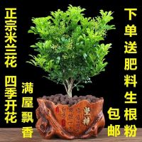 米兰花盆栽芳香浓郁四季常青植物室内阳台庭院绿植驱蚊虫净化空气