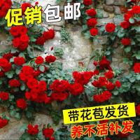 藤本月季大花浓香四季开花蔷薇花苗爬藤攀援植物庭院阳台玫瑰盆栽