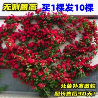 无刺蔷薇花苗爬藤大花易活四季开花盆栽花卉绿植物室内花庭院玫瑰