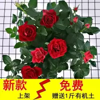 玫瑰花盆栽带花苞欧洲月季带花苞绿植物室内阳台庭院四季开花好养