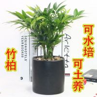 竹柏盆栽驱蚊竹植物长寿竹盆栽香草四季绿植可水培可土培