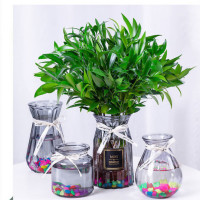水培富贵竹盆栽花卉室内客厅办公室水养驱蚊富贵竹绿植四季常青
